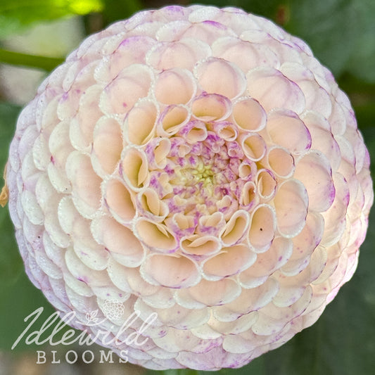 Ping Pong dahlia tuber, Ping Pong dahlia bulb, Ping Pong dahlia flower