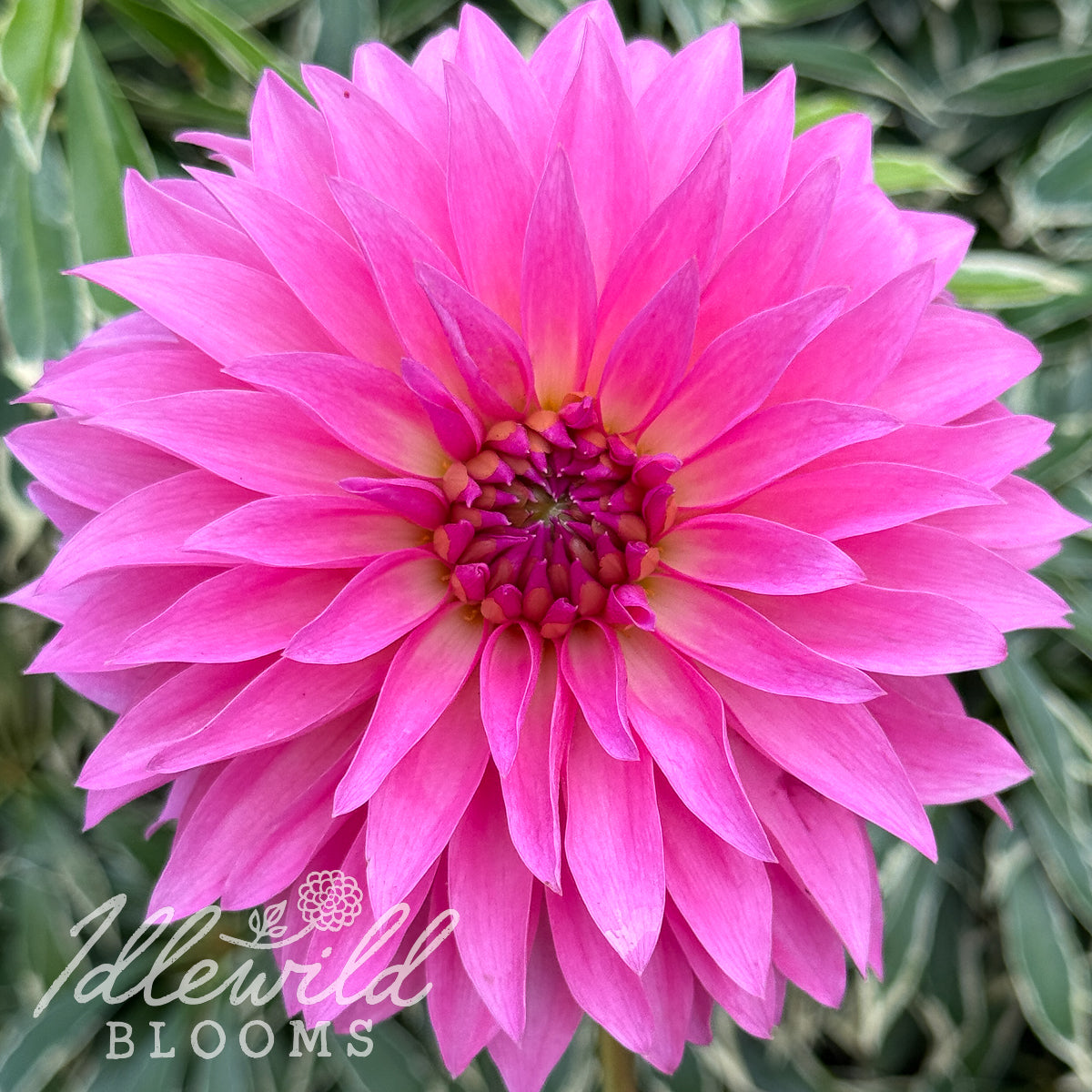 Pink Pet dahlia tuber, Pink Pet dahlia flower, Pink Pet dahlia bulb