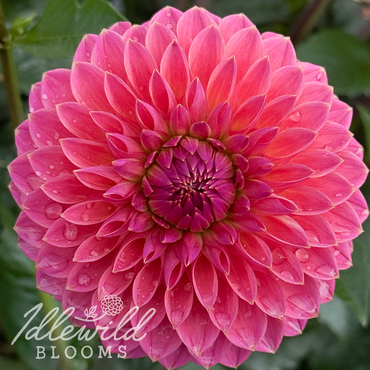 Polventon Kristobel dahlia tuber, Polventon Kristobel dahlia flower, Polventon Kristobel dahlia bulb