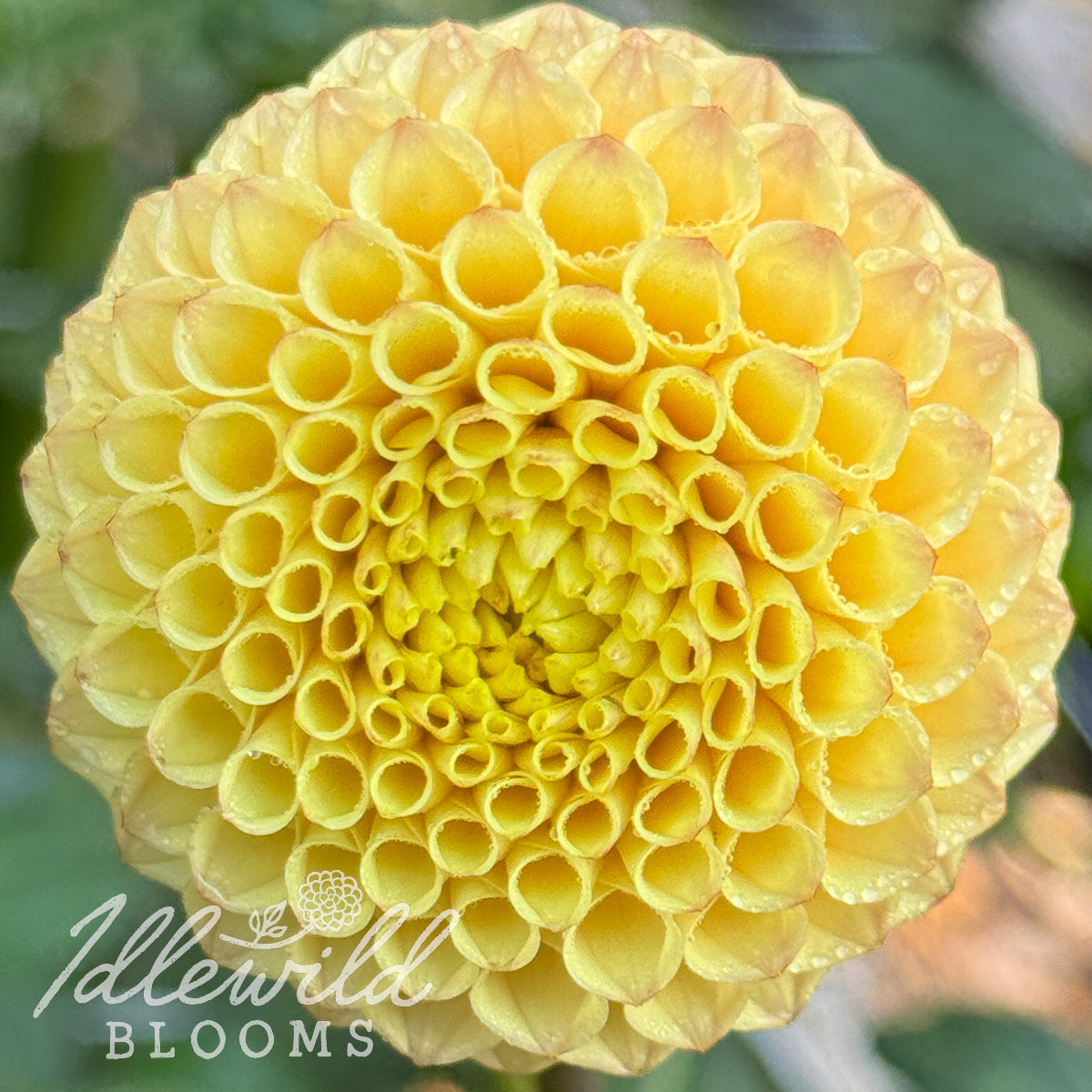 Pop Willo dahlia tuber, Pop Willo dahlia flower, Pop Willo dahlia bulb