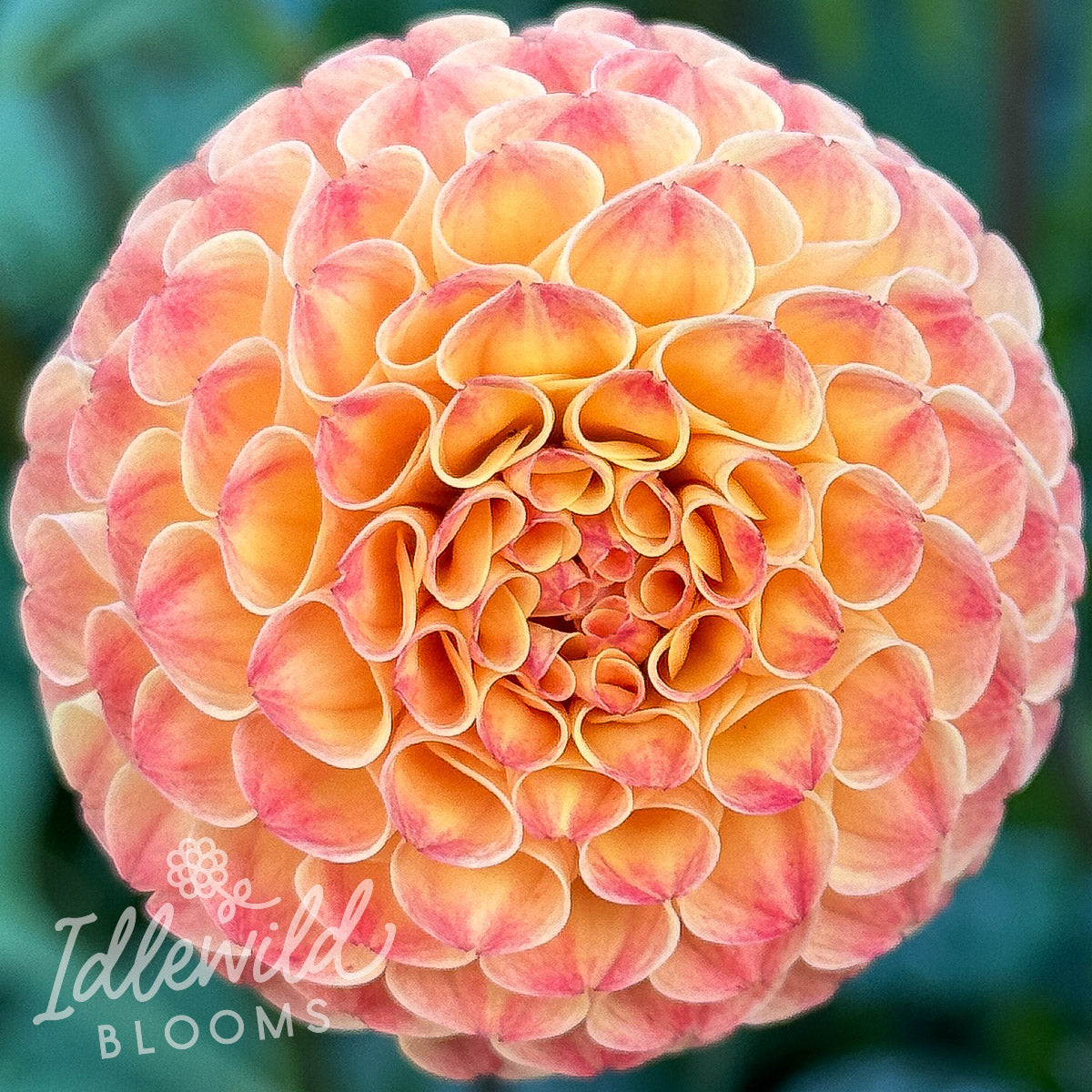 Poppet dahlia tuber, Poppet dahlia flower, Poppet dahlia bulb