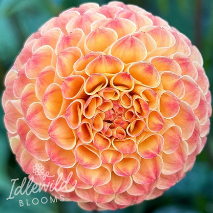 Poppet dahlia tuber, Poppet dahlia flower, Poppet dahlia bulb