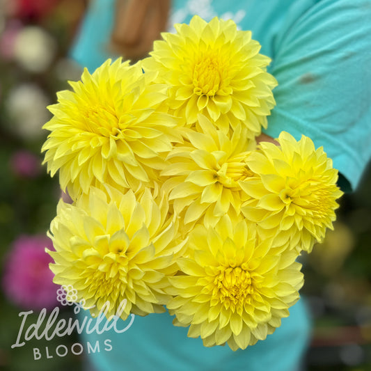 Primrose Pet dahlia bouquet, Primrose Pet dahlia tubers, Primrose Pet dahlia bulbs