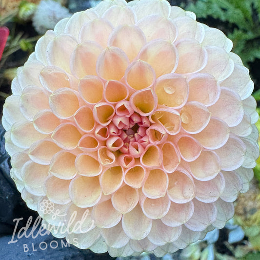 R Joan dahlia tuber, R Joan dahlia flower, R Joan dahlia bulb