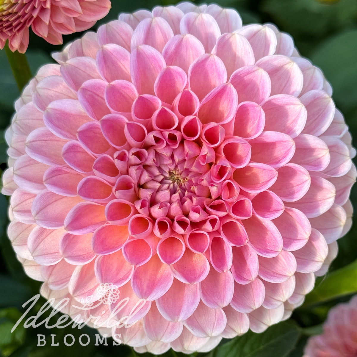 R Joan dahlia tuber, R Joan dahlia flower, R Joan dahlia bulb