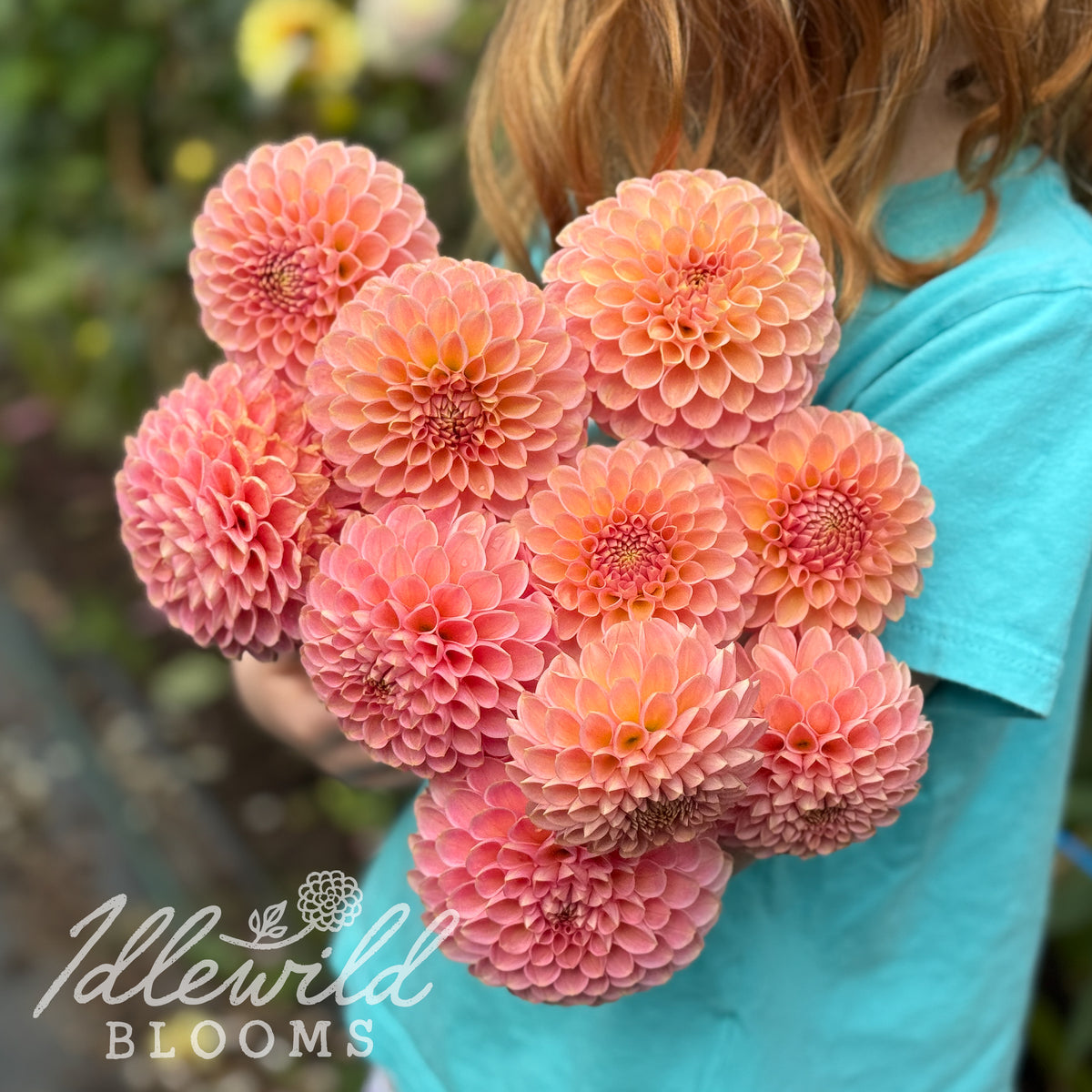 R Joan dahlia tuber. This pink, formal decorative, 2" to 4" dahlia was introduced by Ralph Hellens in 2007.