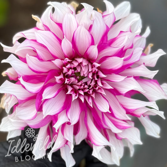 Radegast dahlia tuber, Radegast dahlia flower, Radegast dahlia bulb