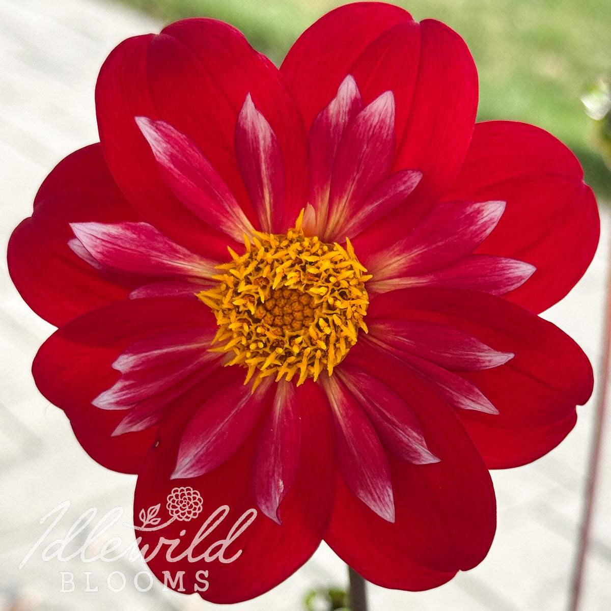 RaeAnn's Red Rocket dahlia tuber, RaeAnn's Red Rocket dahlia flower, RaeAnn's Red Rocket dahlia bulb