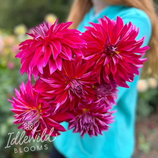 Raspberry Punch dahlia tubers, Raspberry Punch dahlia bulbs, Raspberry Punch dahlia bouquet