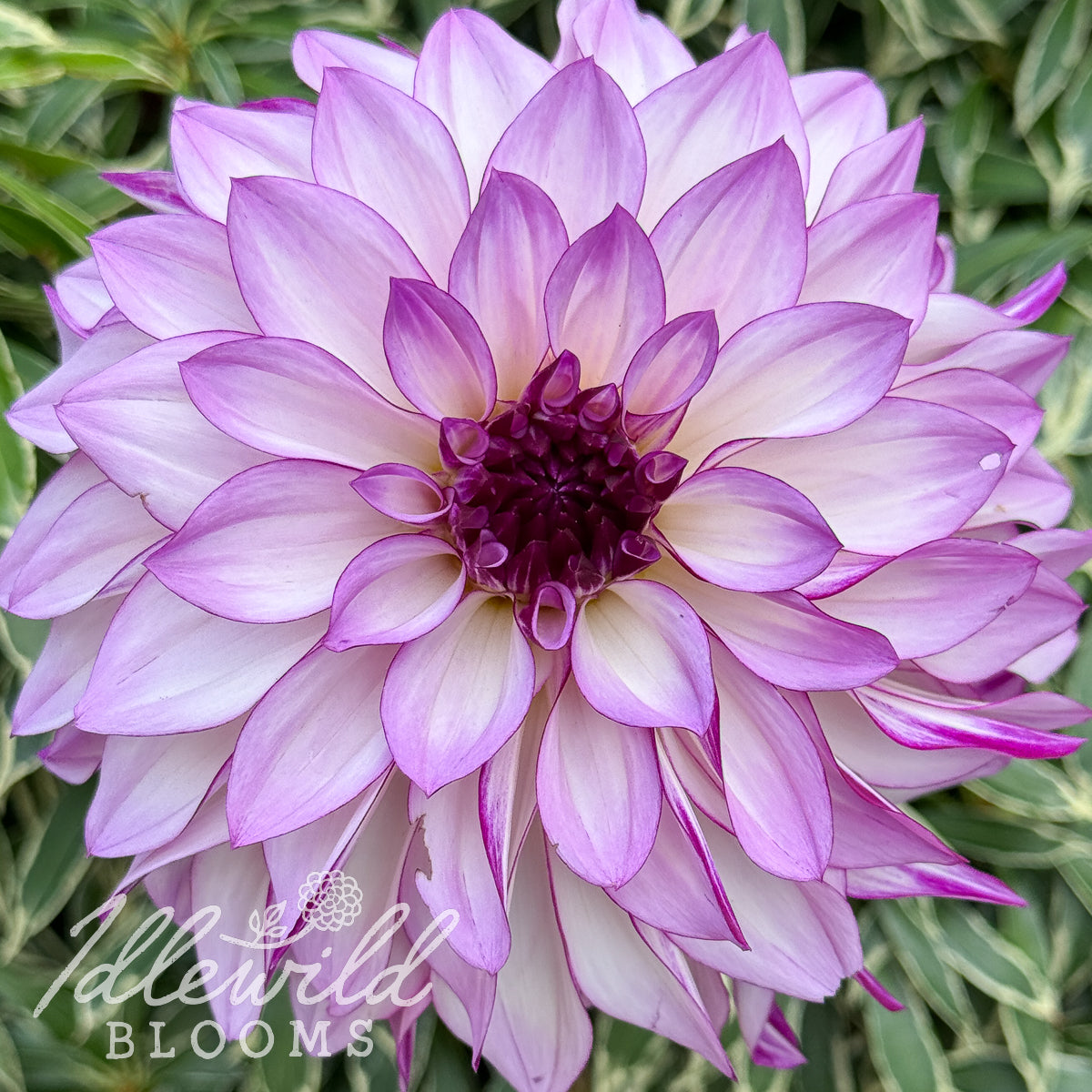 RC Diane Brazil dahlia tuber, RC Diane Brazil dahlia flower, RC Diane Brazil dahlia bulb