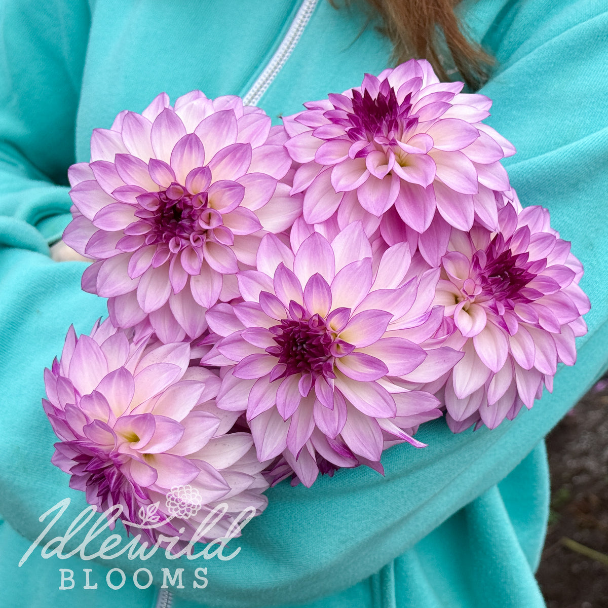 RC Diane Brazil dahlia tubers. This over 2", dark blend, stellar dahlia was introduced by Bob Hanley in 2010. 