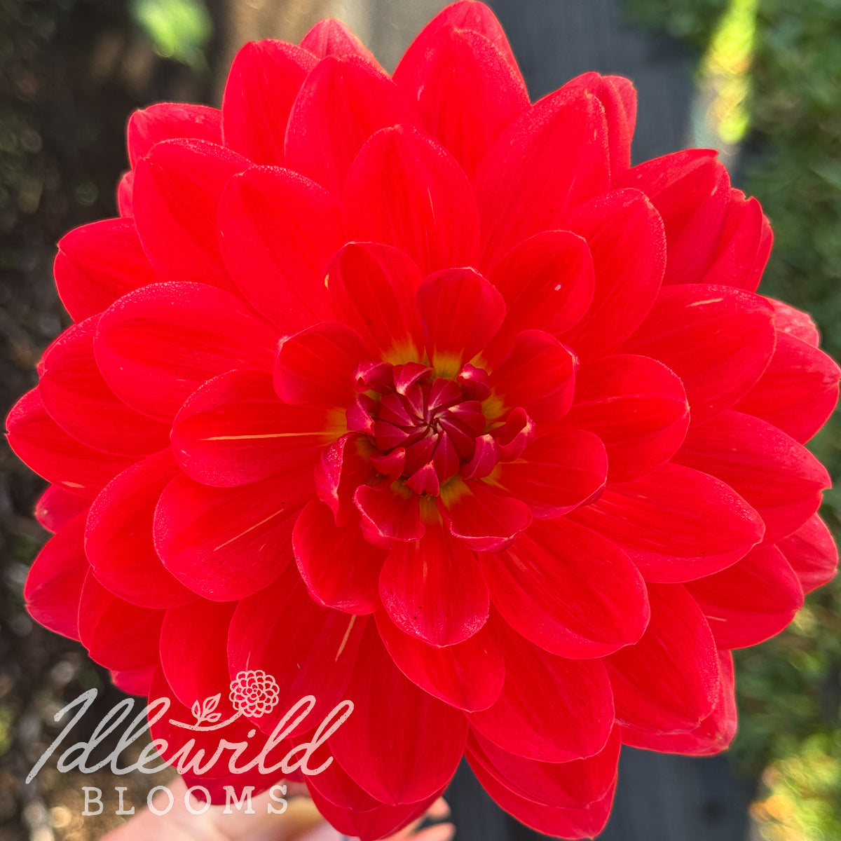 Red Velvet dahlia tuber, Red Velvet dahlia flower, Red Velvet dahlia bulb