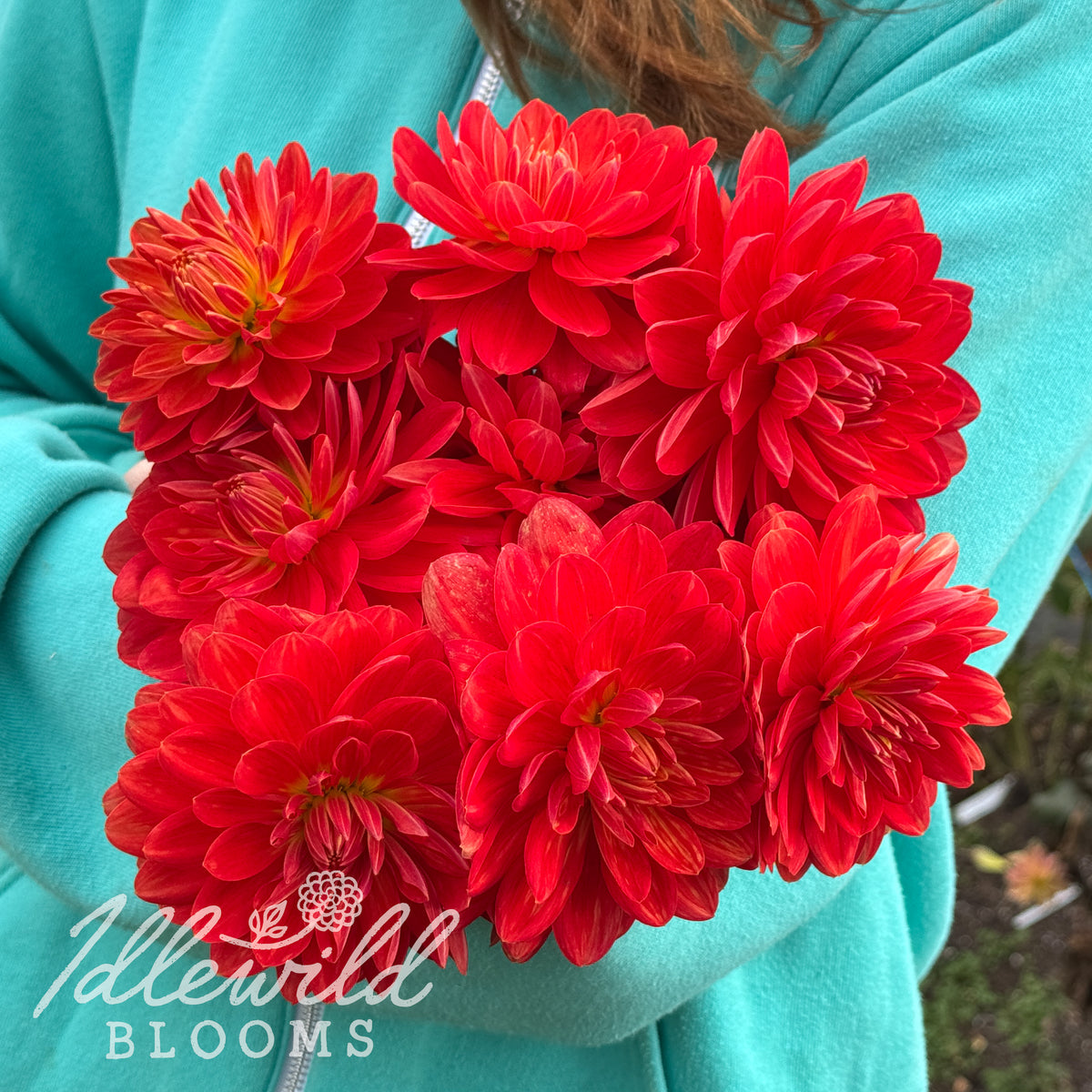 Red Velvet dahlia tubers. This over 2", red, waterlily dahlia was introduced by Greg Tickner in 1963.
