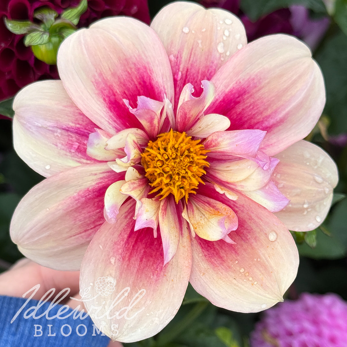 Rhubarb & Custard dahlia tuber, Rhubarb & Custard dahlia flower, Rhubarb & Custard dahlia bulb