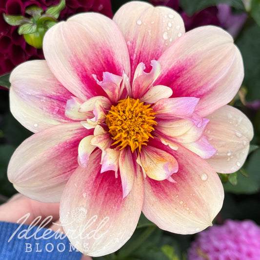 Rhubarb & Custard dahlia tuber, Rhubarb & Custard dahlia flower, Rhubarb & Custard dahlia bulb