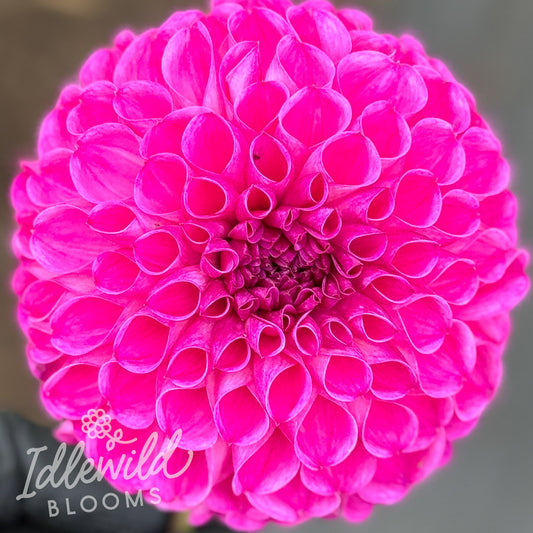 Ridling's Dakota dahlia tuber, Ridling's Dakota dahlia flower, Ridling's Dakota dahlia bulb