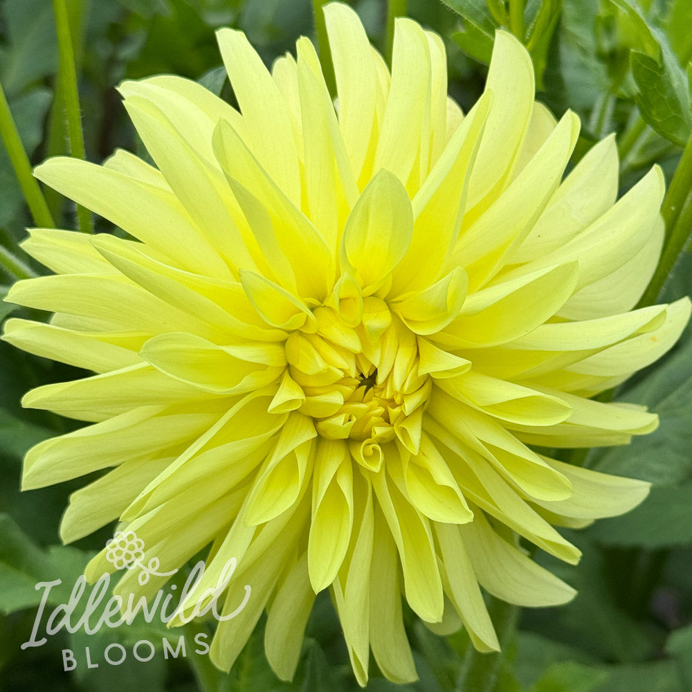 River's Alex dahlia tuber, River's Alex dahlia flower, River's Alex dahlia bulb