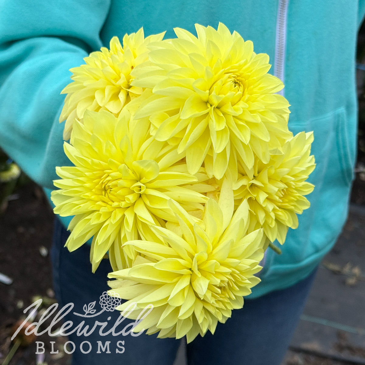 River's Alex dahlia tubers. This yellow, stellar, over 2" dahlia was introduced by Eugene Kenyon in 2023. 