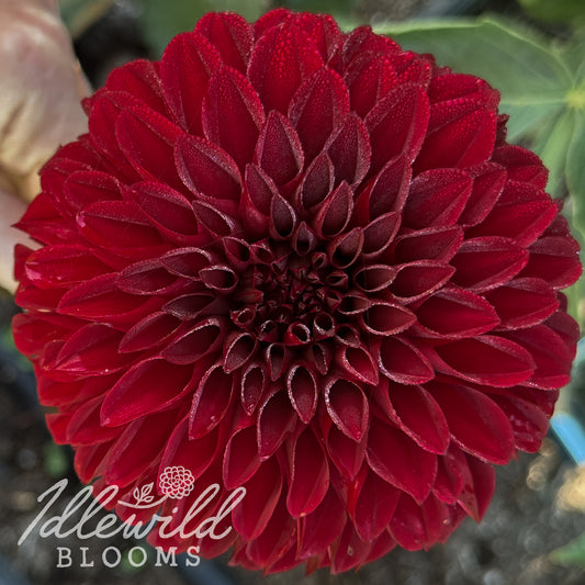 River's Black Cherry dahlia bulb, River's Black Cherry dahlia flower, River's Black Cherry dahlia tuber