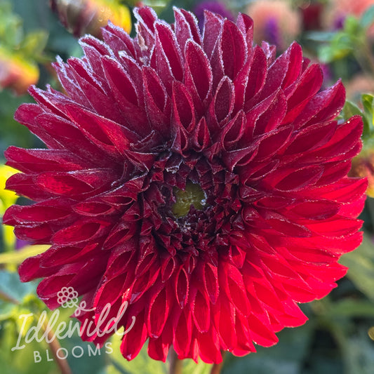 River's Black Cherry dahlia tuber, River's Black Cherry dahlia flower, River's Black Cherry dahlia bulb