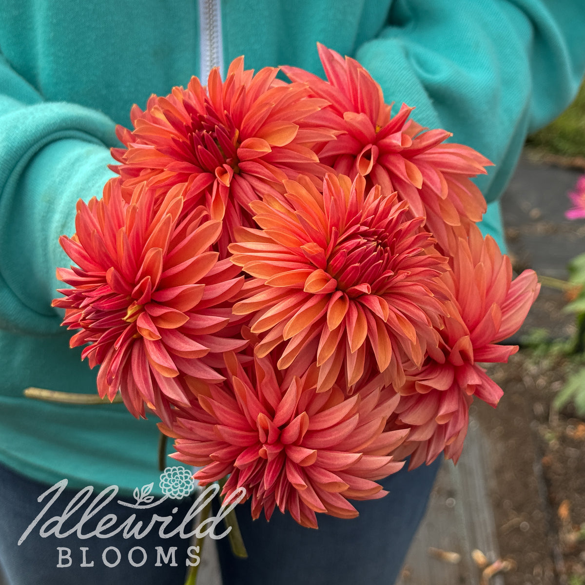 River's Bob dahlia tubers. This red, novelty fully double, over 2" dahlia was introduced by Eugene Kenyon.