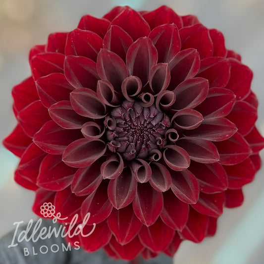 River's Dark Chocolate dahlia tuber, River's Dark Chocolate dahlia flower, River's Dark Chocolate dahlia bulb