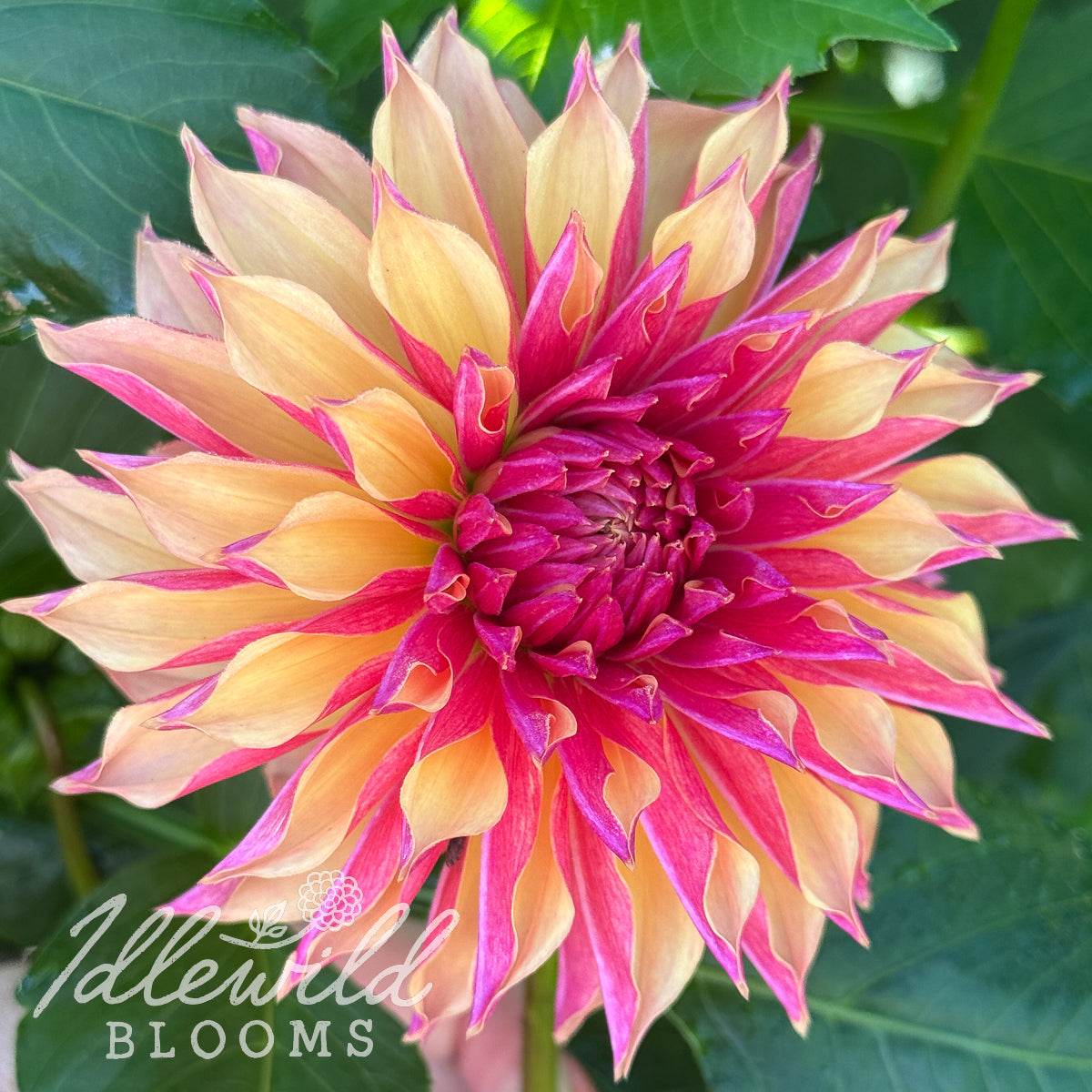 River's Elizabeth dahlia bulb, River's Elizabeth dahlia flower, River's Elizabeth dahlia tuber