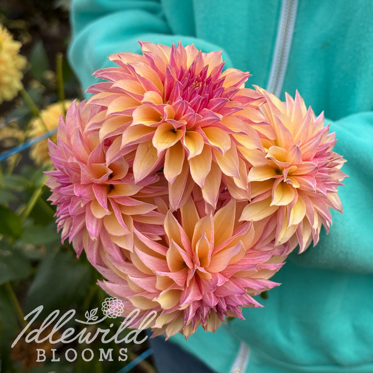 River's Elizabeth dahlia tubers. This dark blend, stellar, over 2" dahlia was introduced by Eugene Kenyon.