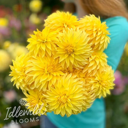 River's Golden Jet dahlia bouquet, River's Golden Jet dahlia tubers, River's Golden Jet dahlia bulbs