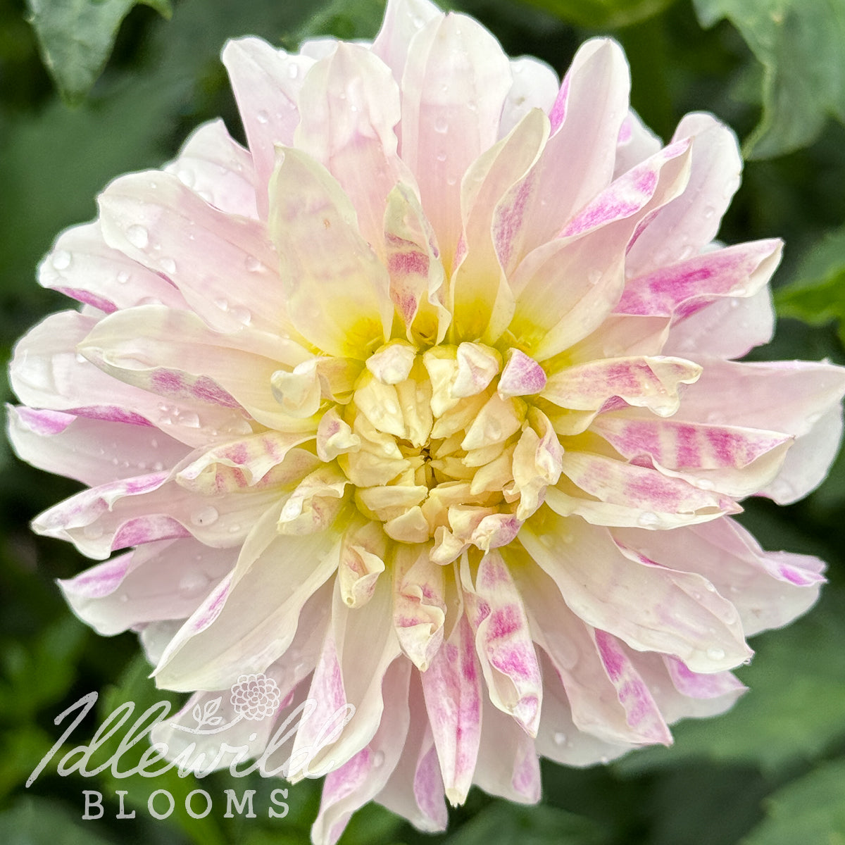 River's Here Kitty Kitty dahlia tuber, River's Here Kitty Kitty dahlia flower, River's Here Kitty Kitty dahlia bulb