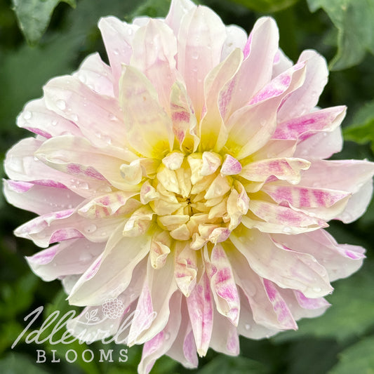 River's Here Kitty Kitty dahlia tuber, River's Here Kitty Kitty dahlia flower, River's Here Kitty Kitty dahlia bulb