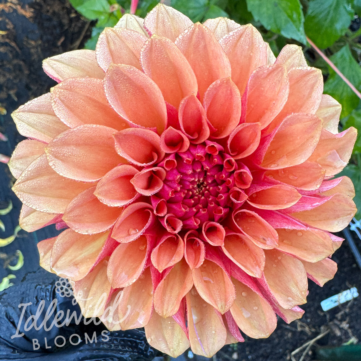 River's Jeffry dahlia tuber, River's Jeffry dahlia flower, River's Jeffry dahlia bulb