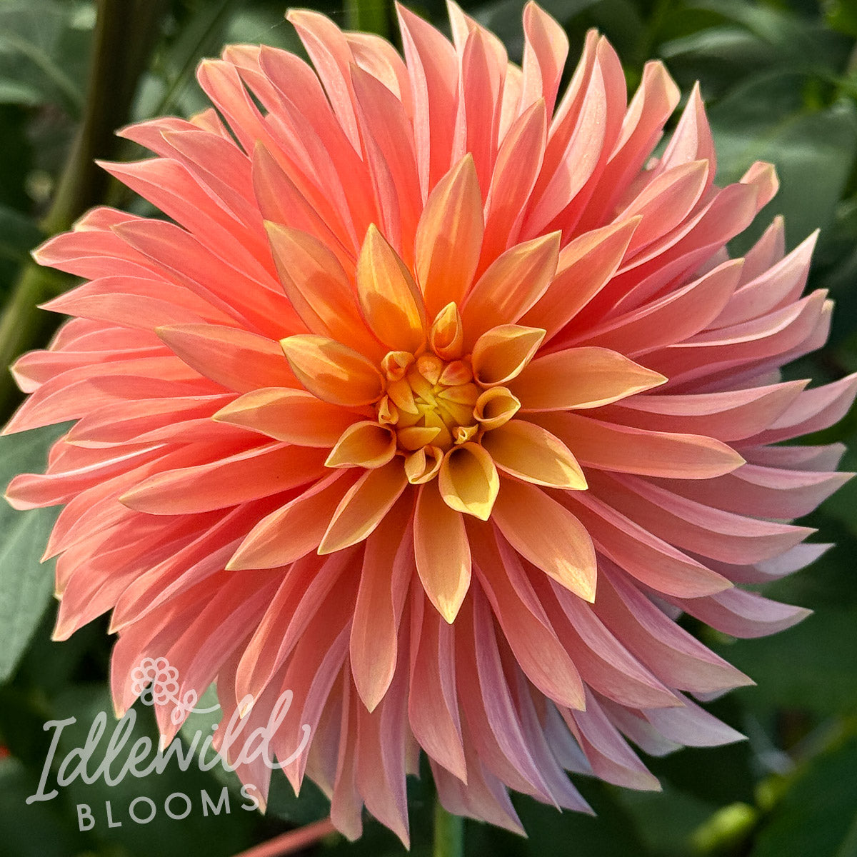 River's Lucille dahlia tuber, River's Lucille dahlia flower, River's Lucille dahlia bulb