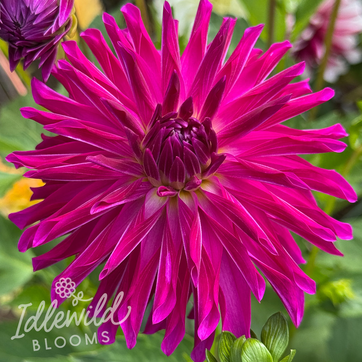 River's Pr Pinwheel dahlia tuber, River's Pr Pinwheel dahlia flower, River's Pr Pinwheel dahlia bulb