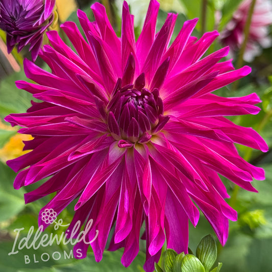 River's Pr Pinwheel dahlia tuber, River's Pr Pinwheel dahlia flower, River's Pr Pinwheel dahlia bulb