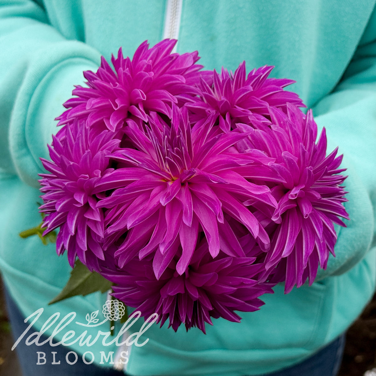 River's Purple Pinwheel dahlia tuber. This purple, stellar, over 2" dahlia was introduced by Eugene Kenyon in 2015. 
