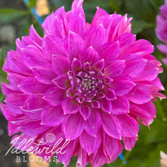 River's Tipsy dahlia tuber, River's Tipsy dahlia flower, River's Tipsy dahlia bulb