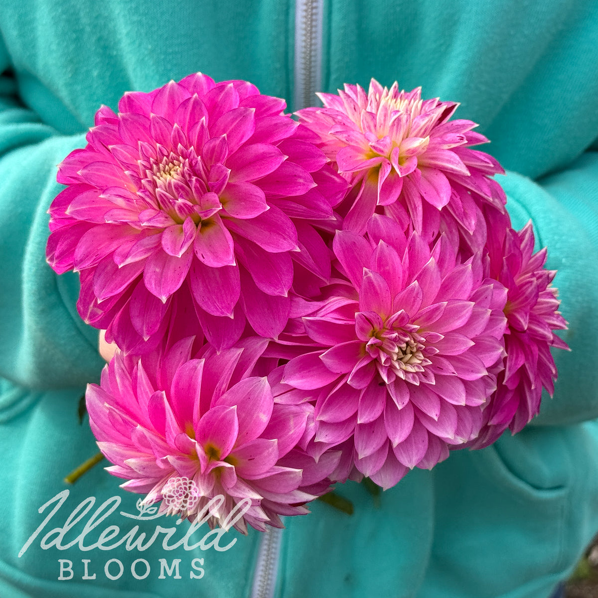 River's Tipsy dahlia tubers. This over 2", variegated, stellar dahlia was introduced by Eugene Kenyon in 2023.
