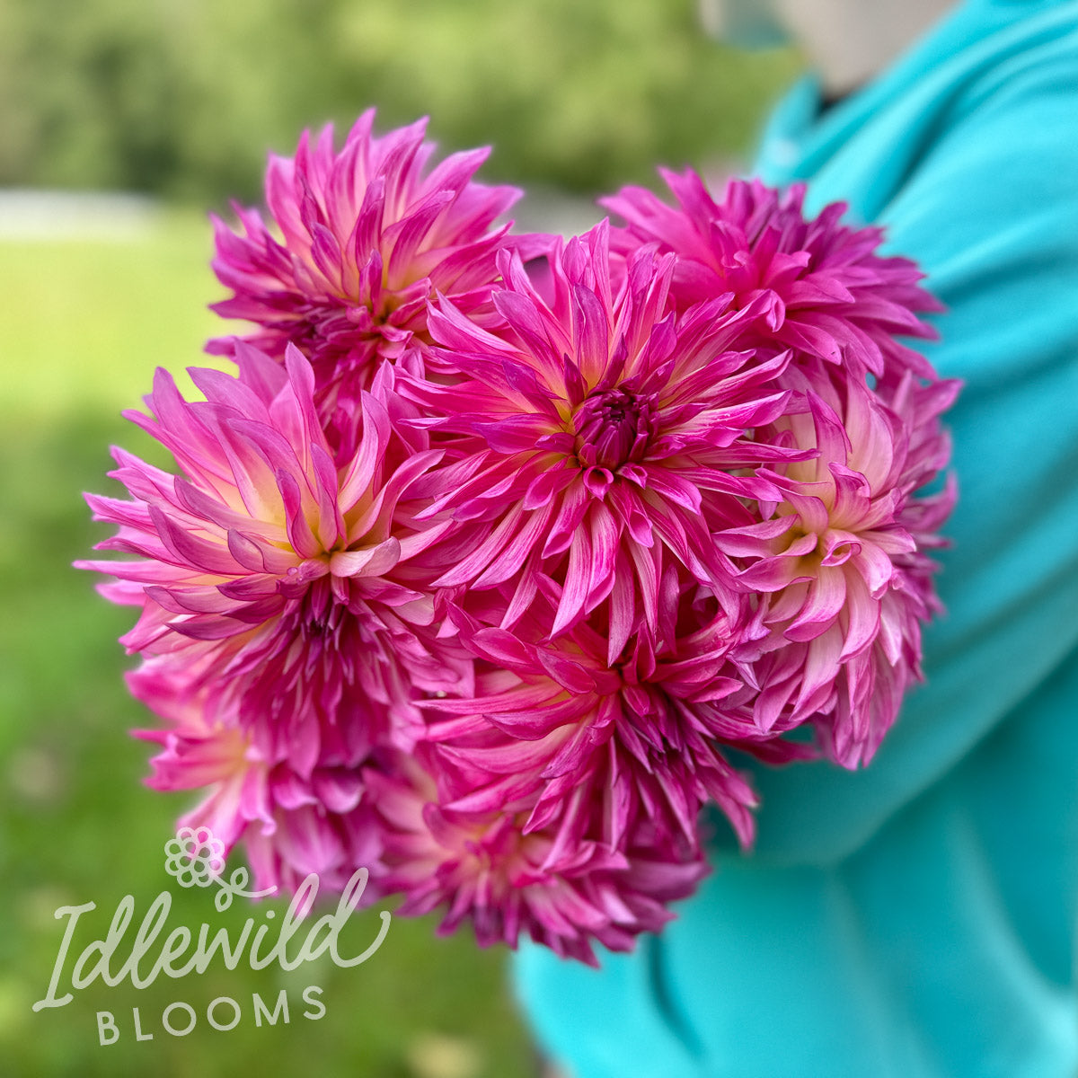 River's Watermelon dahlia tubers, River's Watermelon dahlia bulbs, River's Watermelon dahlia flower bouquet