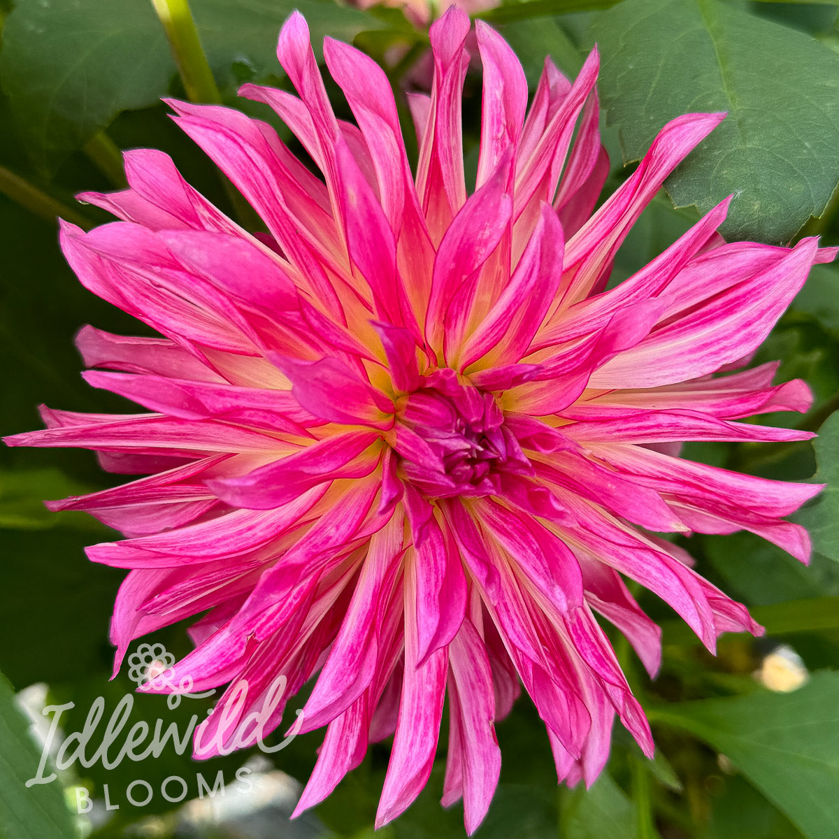 River's Watermelon dahlia tuber, River's Watermelon dahlia bulb, River's Watermelon dahlia flower