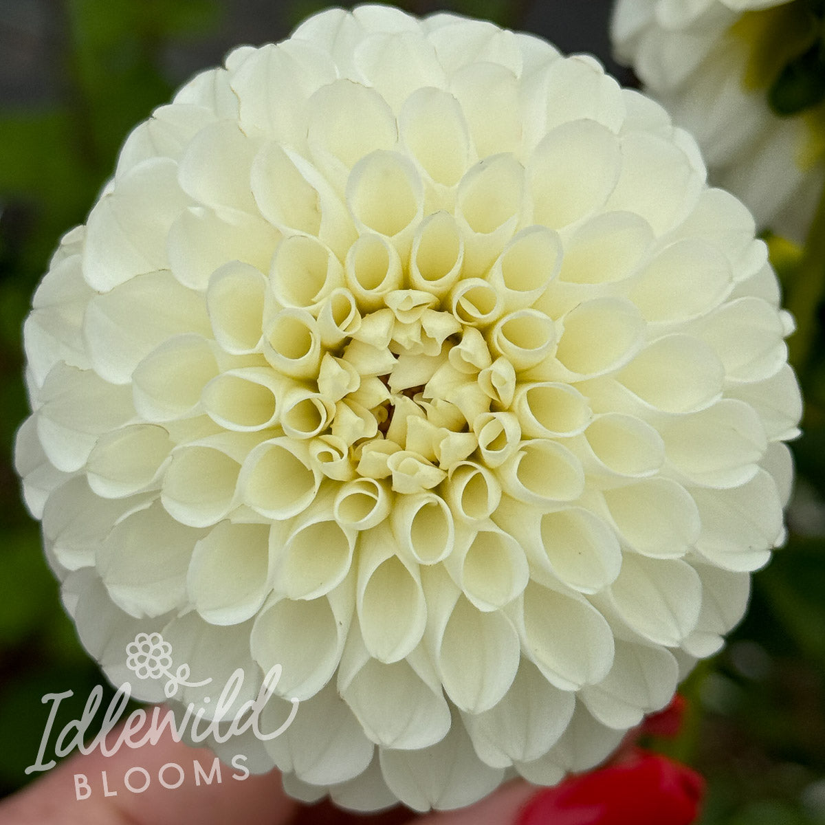 RJR dahlia tuber, RJR dahlia bulb, RJR dahlia flower