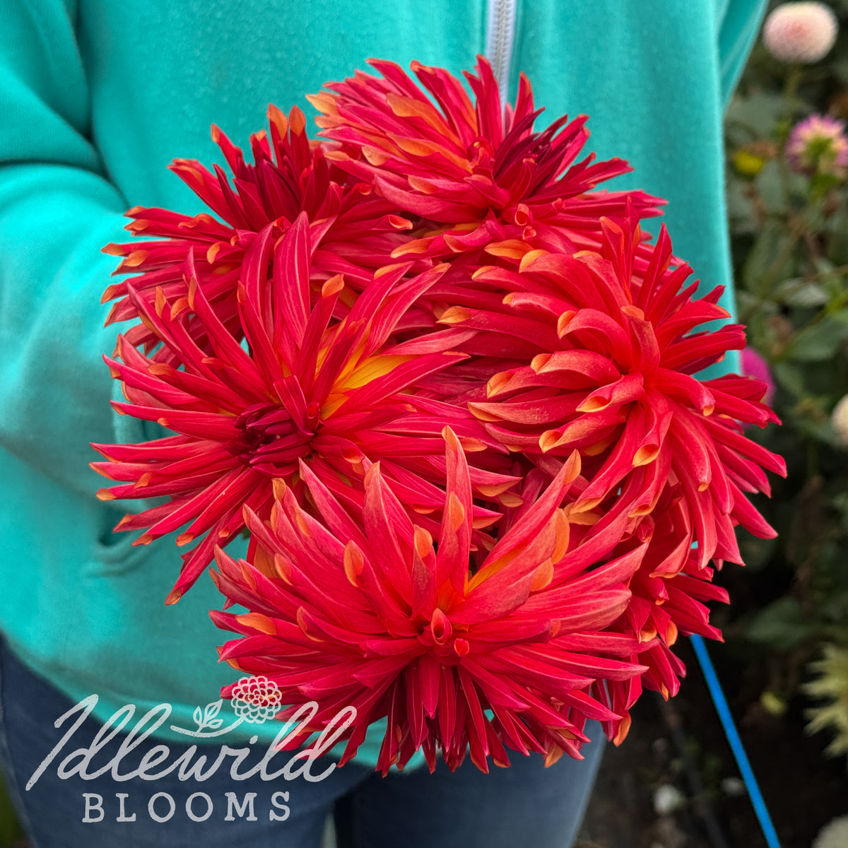 RNX Encore dahlia tubers. This dark blend, novelty fully double, over 2" dahlia was introduced by Eugene Kenyon in 2024.