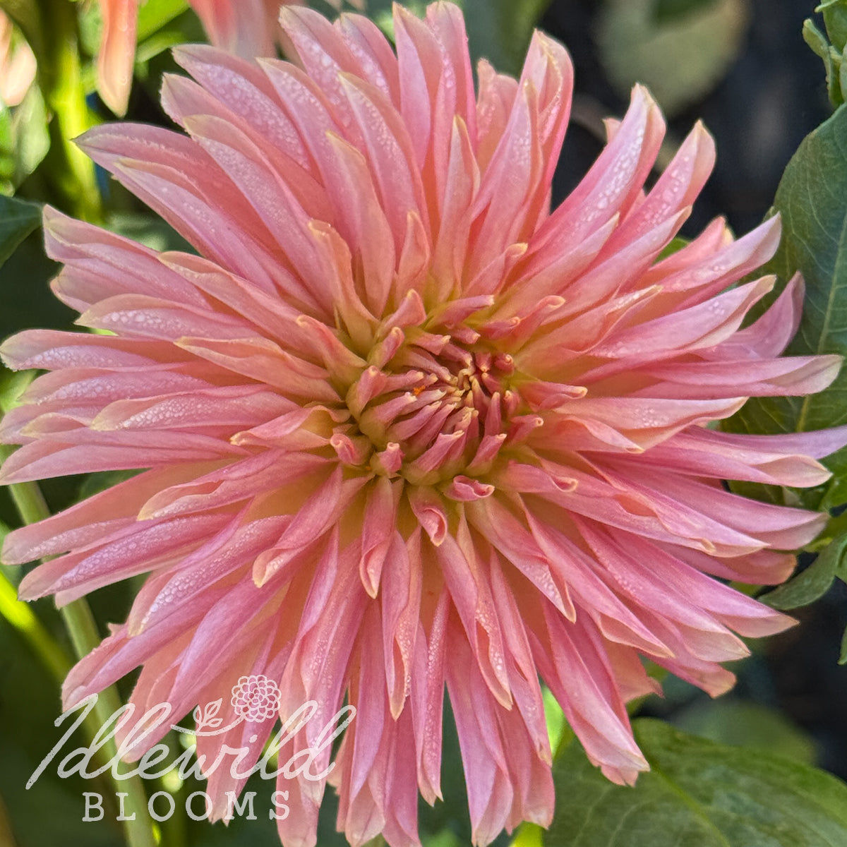 RNX King Salmon dahlia tuber, RNX King Salmon dahlia bulb, RNX King Salmon dahlia flower