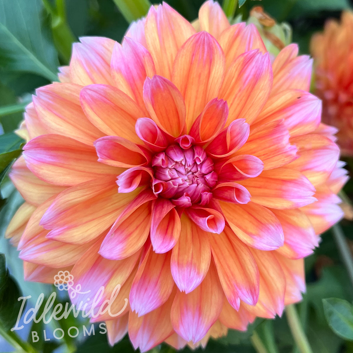 robann creamsicle dahlia tuber, robann creamsicle dahlia flower, robann creamsicle dahlia bulb