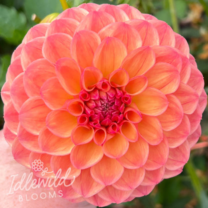 Robin Hood dahlia tuber, Robin Hood dahlia bulb, Robin Hood dahlia flower