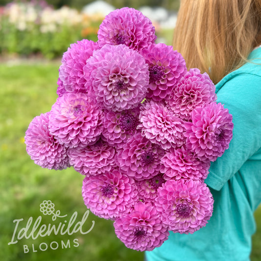 Robin's Beauty dahlia tubers, Robin's Beauty dahlia bulbs, Robin's Beauty dahlia bouquet