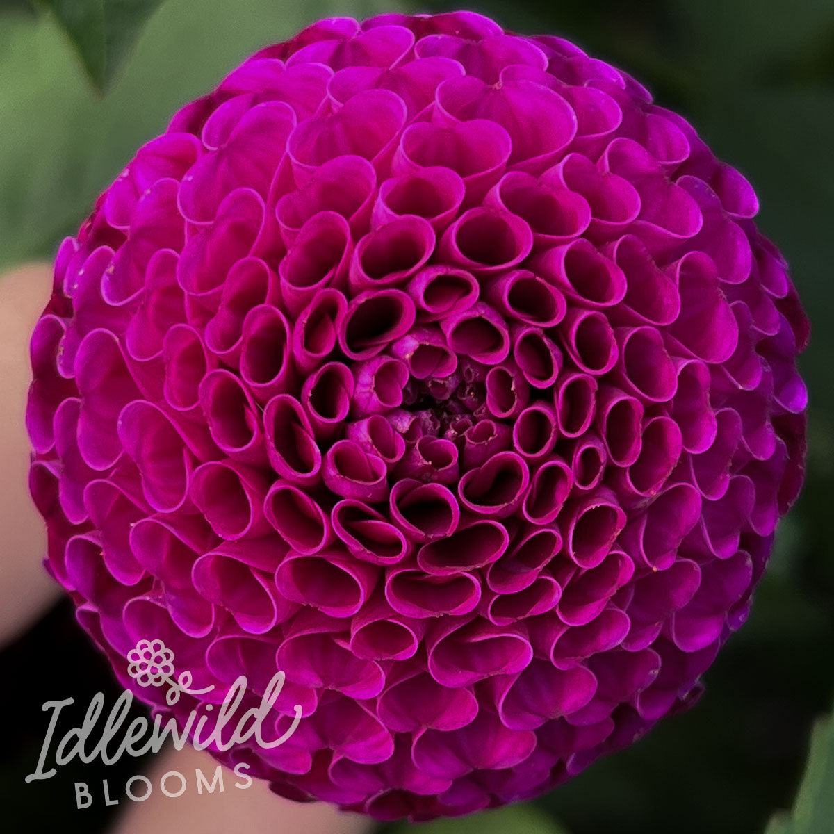 Rocco dahlia tubers, Rocco dahlia flower, Rocco dahlia bulb