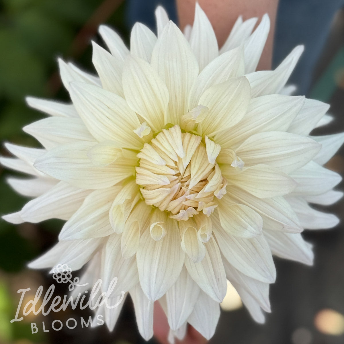 Roque Starburst dahlia tuber, Roque Starburst dahlia flower, Roque Starburst dahlia bulb