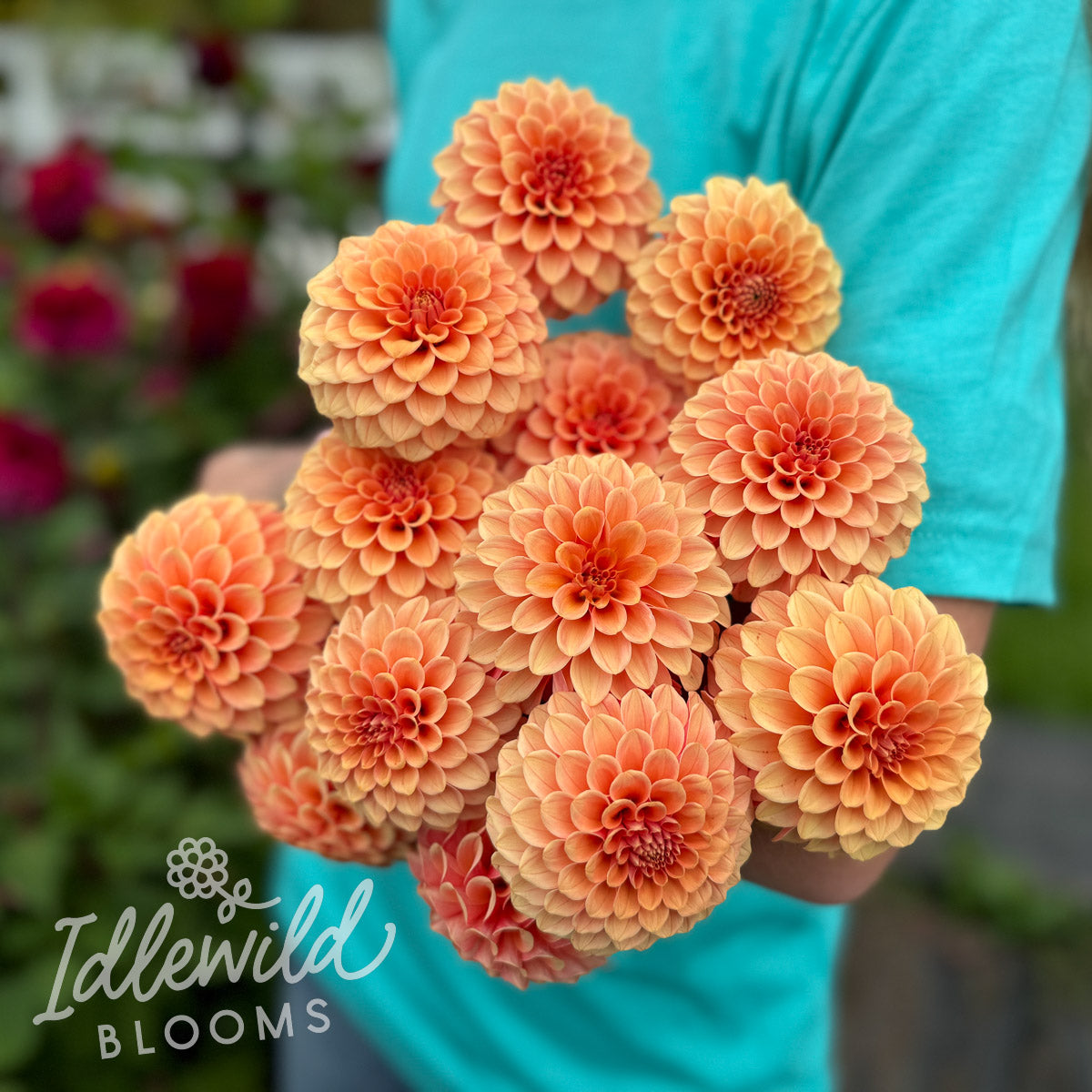 Rose Toscano dahlia bouquet, Rose Toscano dahlia tubers, Rose Toscano dahlia bulbs