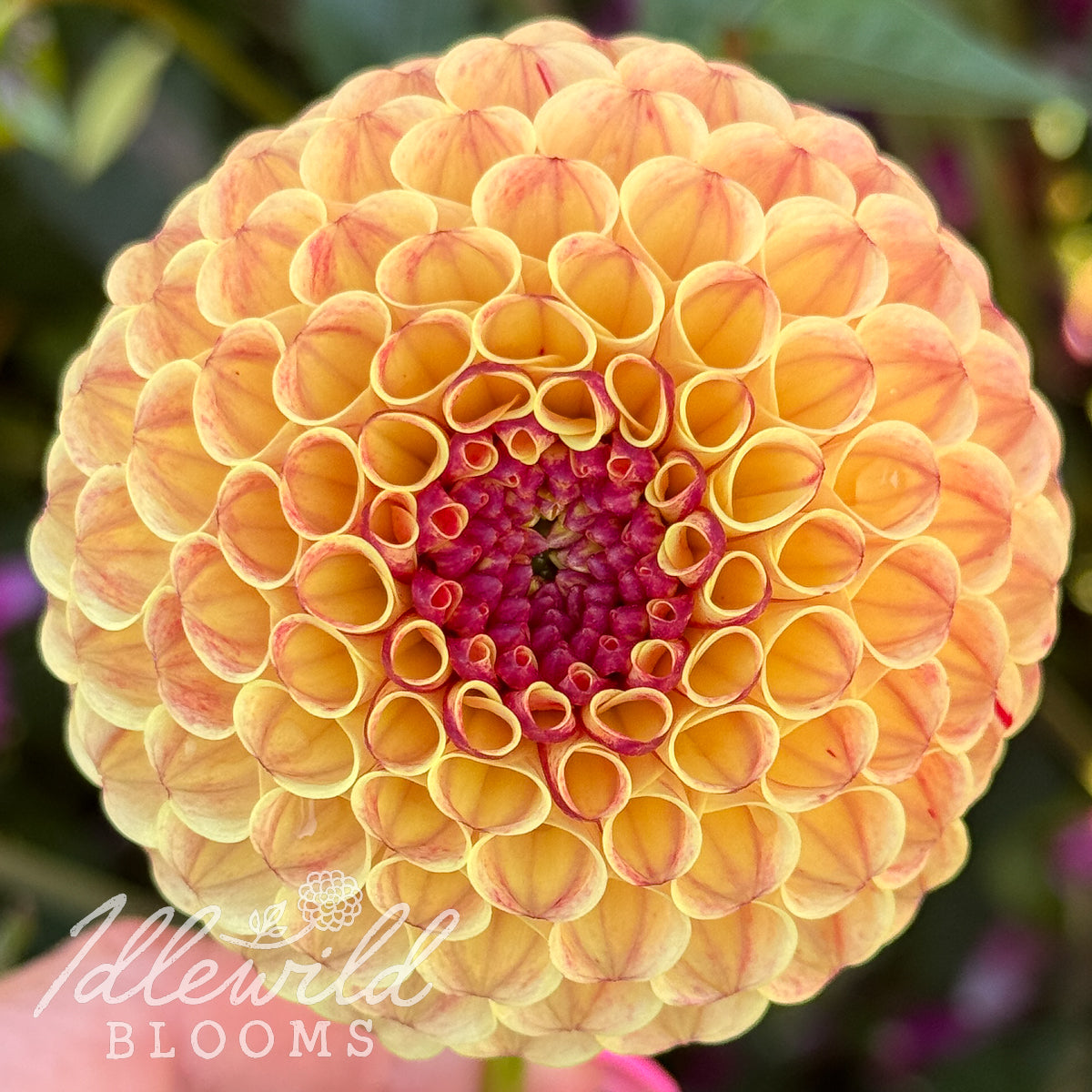 Rosemary Dawn dahlia bulb, Rosemary Dawn dahlia flower, Rosemary Dawn dahlia tuber